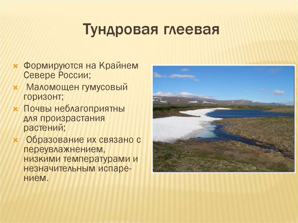 Тундровая глеевая