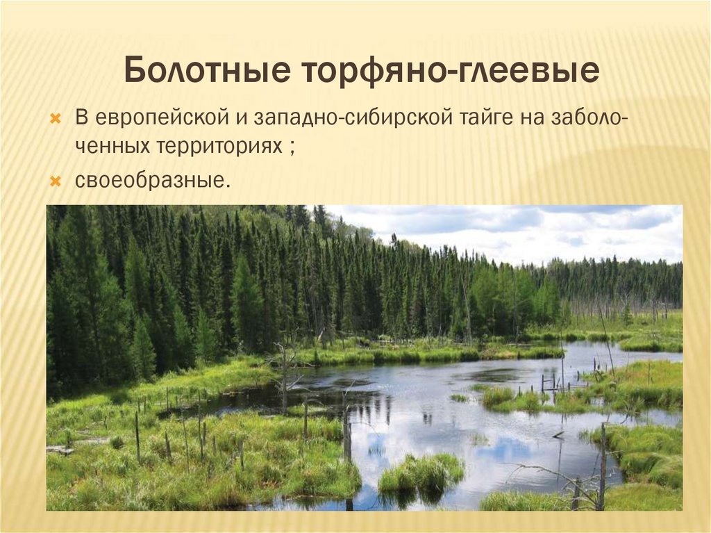 Болотные торфяно-глеевые