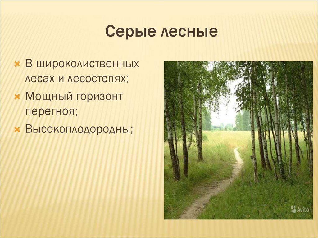 Серые лесные