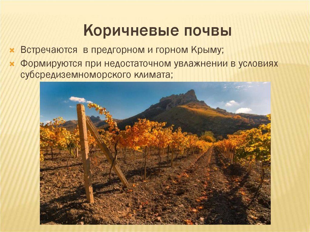 Коричневые почвы