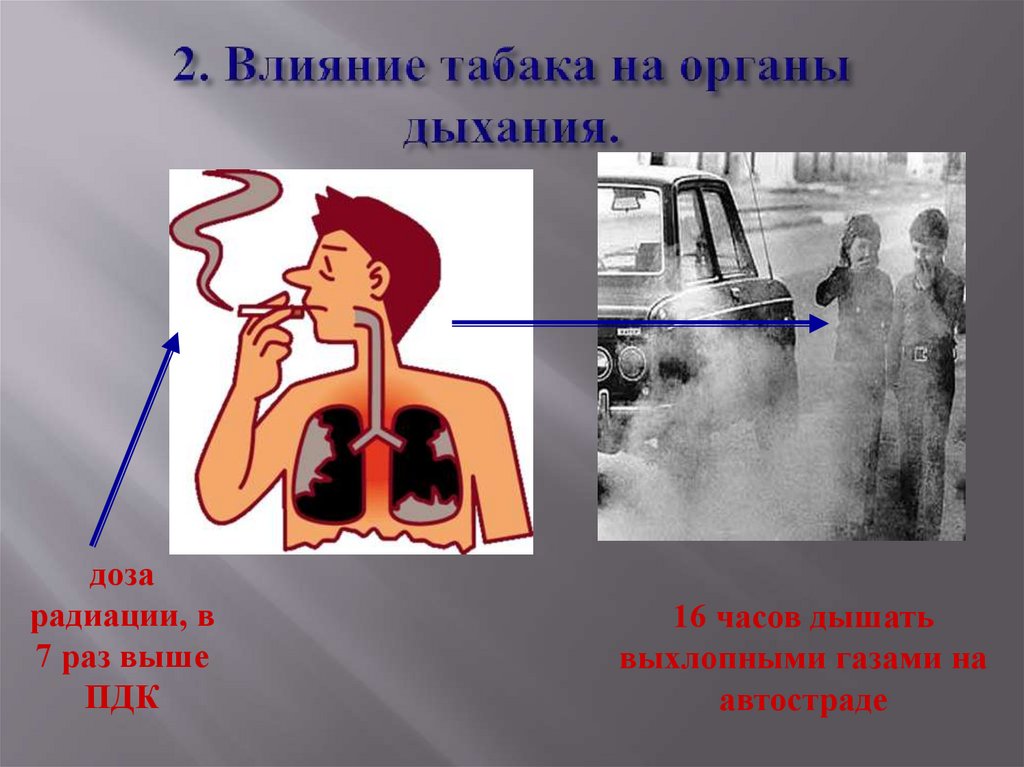 2. Влияние табака на органы дыхания.