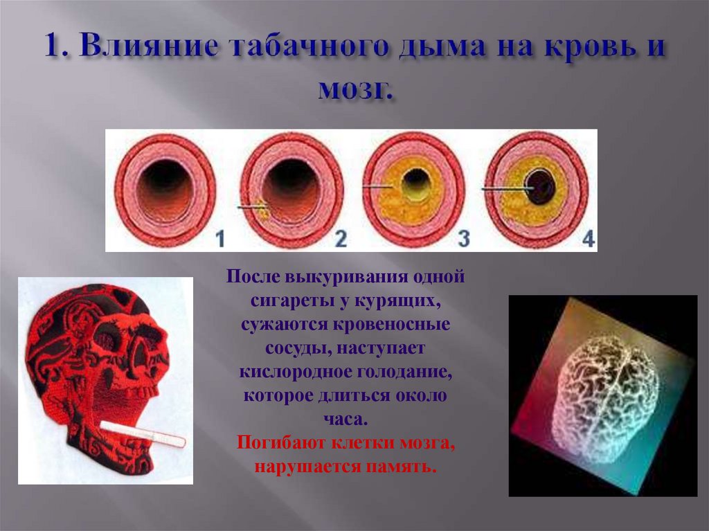 1. Влияние табачного дыма на кровь и мозг.