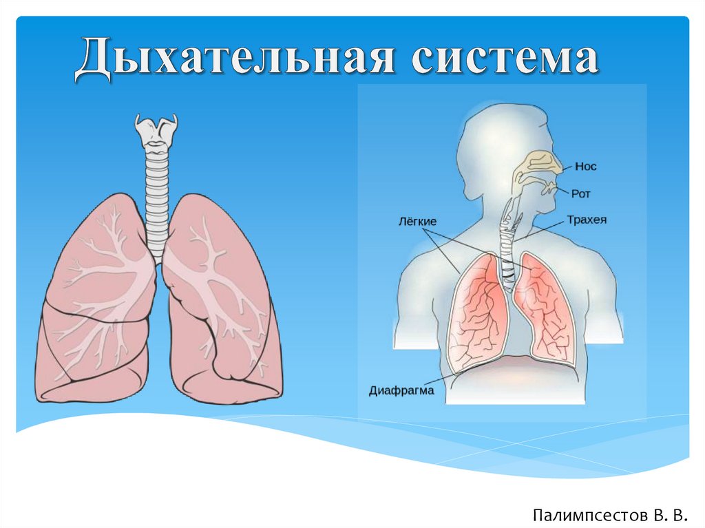 Дыхательная система