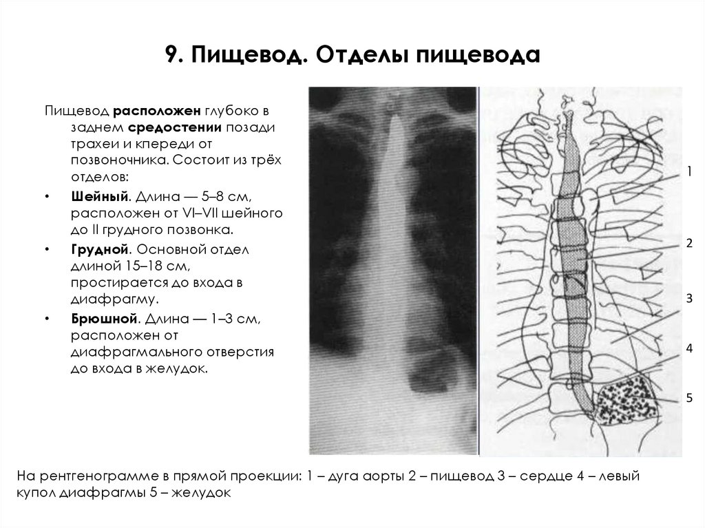 9. Пищевод. Отделы пищевода