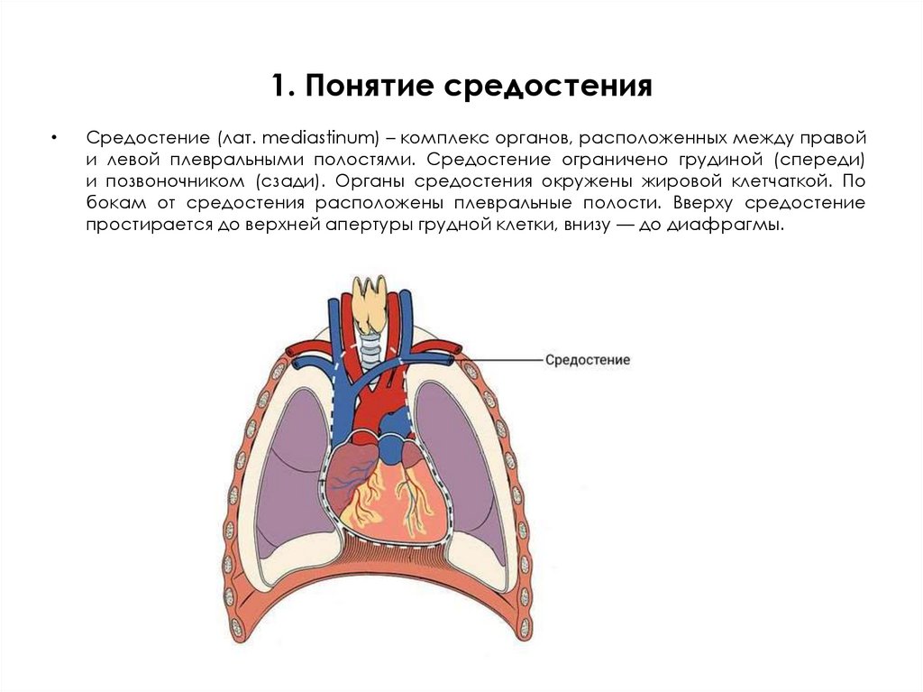 1. Понятие средостения