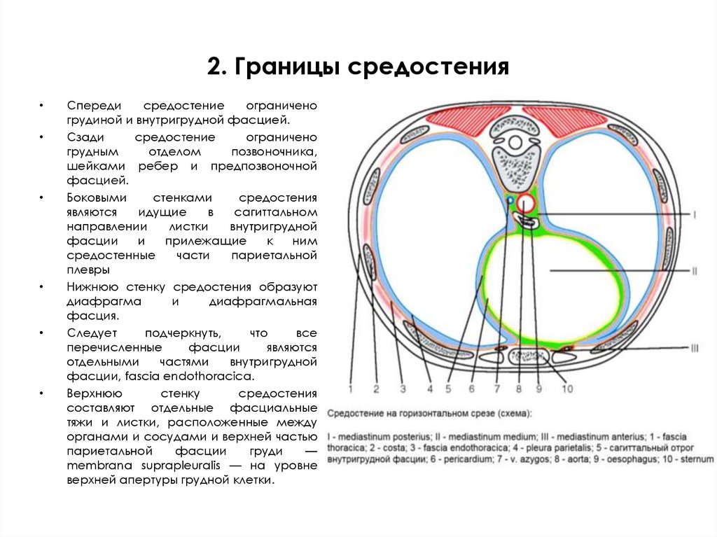 2. Границы средостения