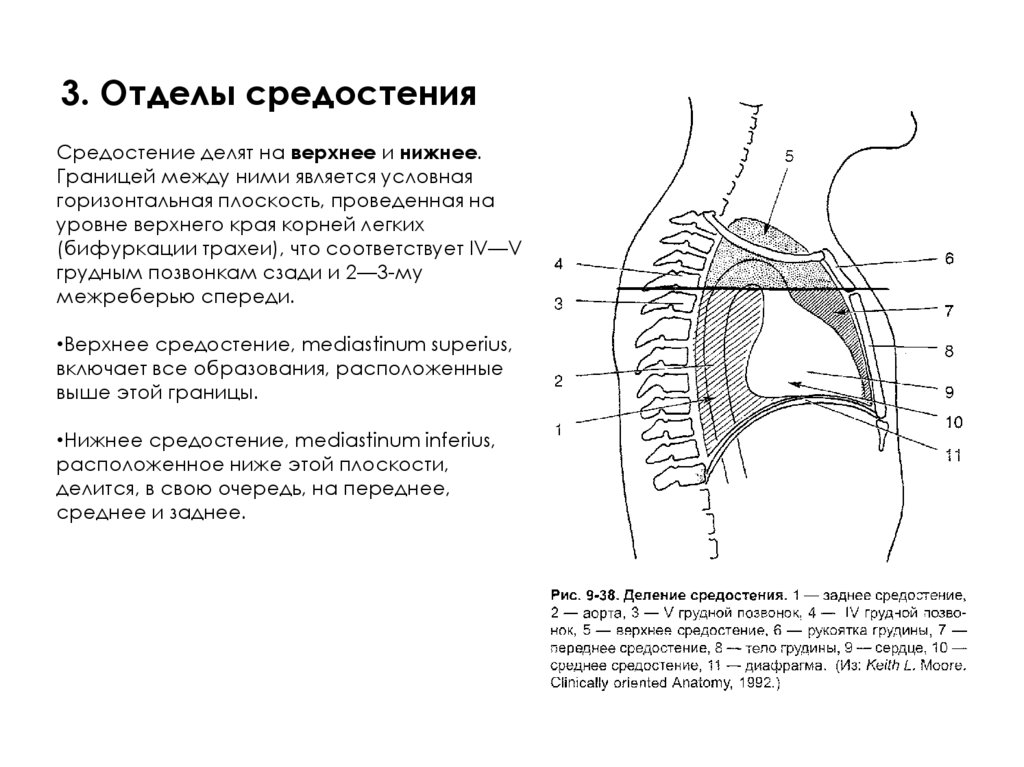 3. Отделы средостения