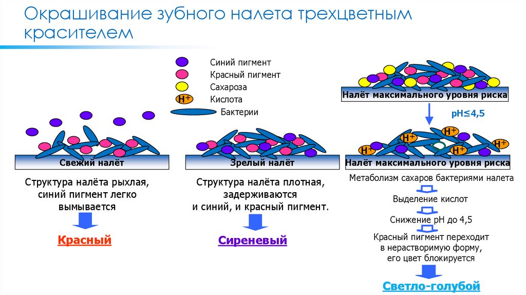 Окрашивание зубного налета трехцветным красителем