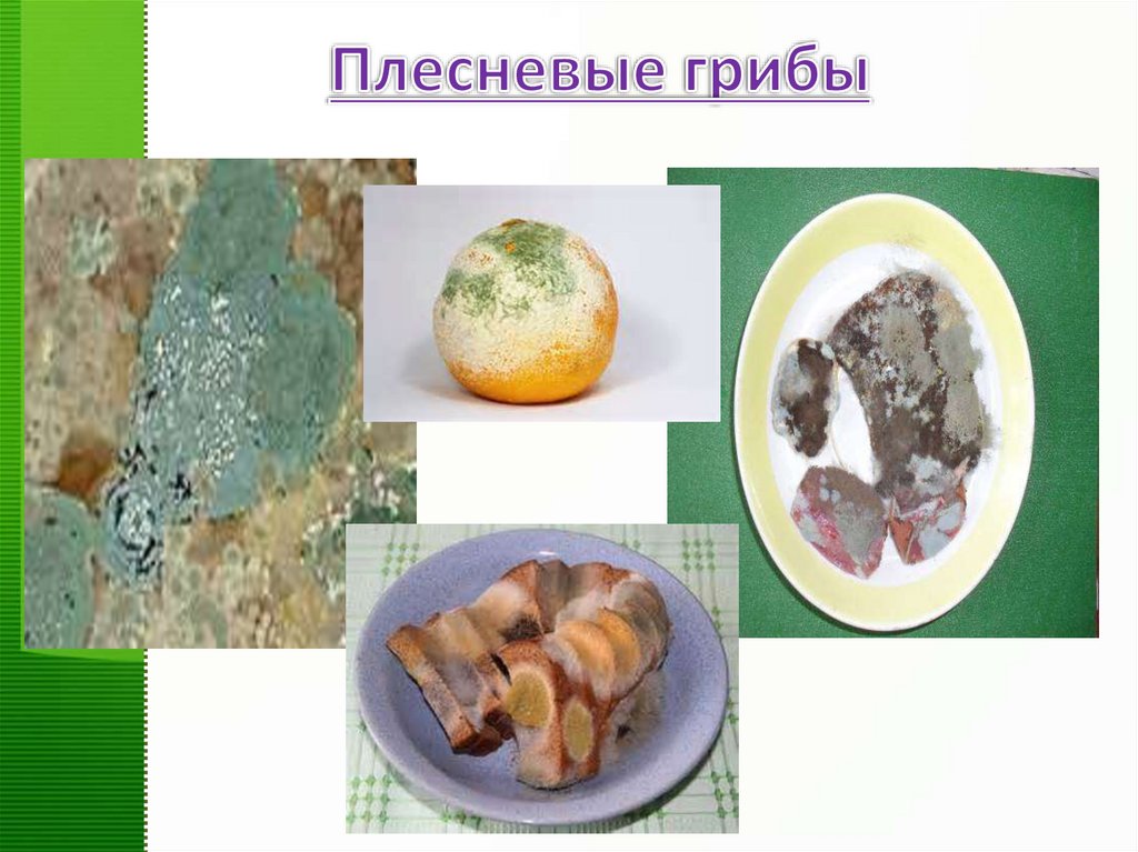 Плесневые грибы