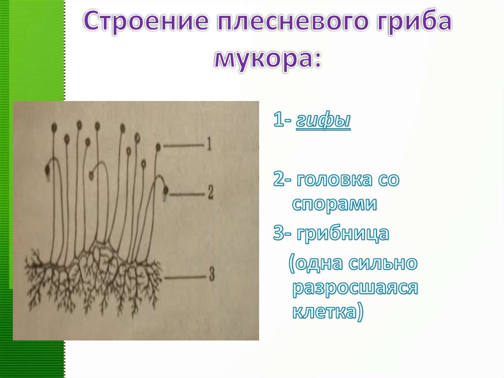 Строение плесневого гриба мукора:
