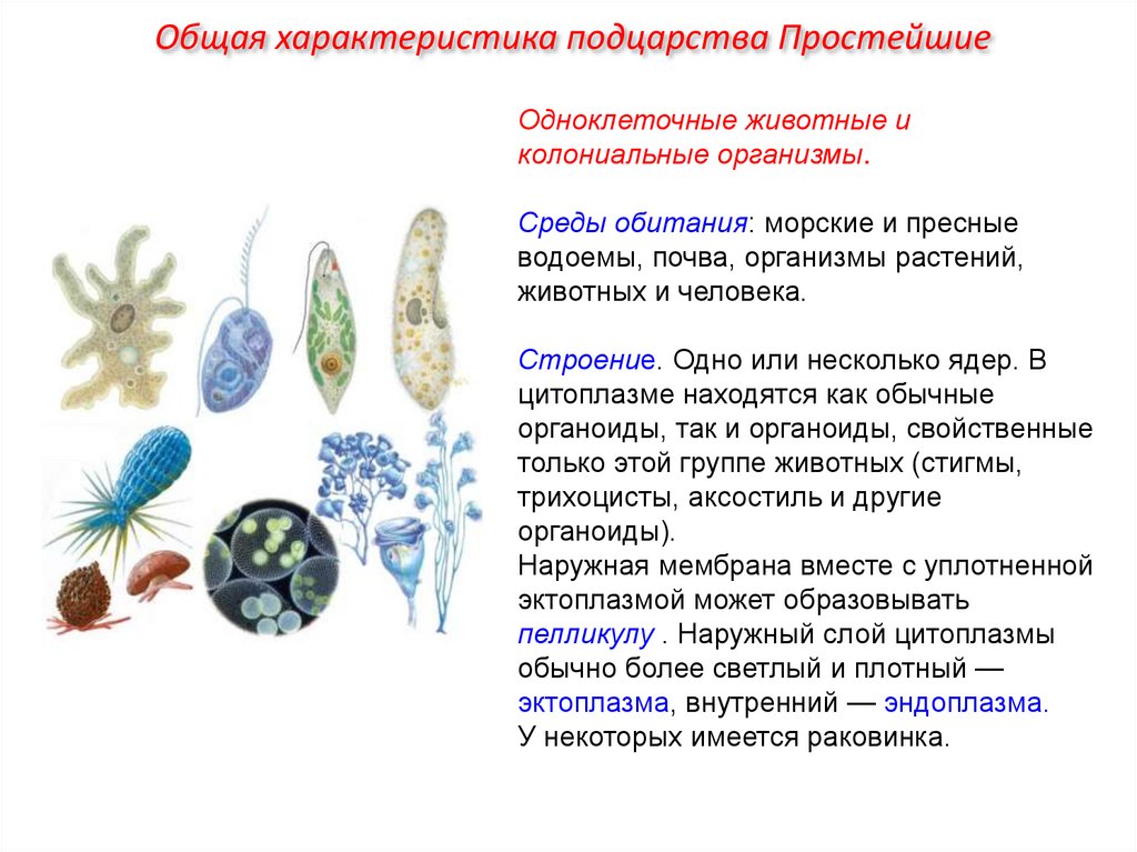 Общая характеристика подцарства Простейшие