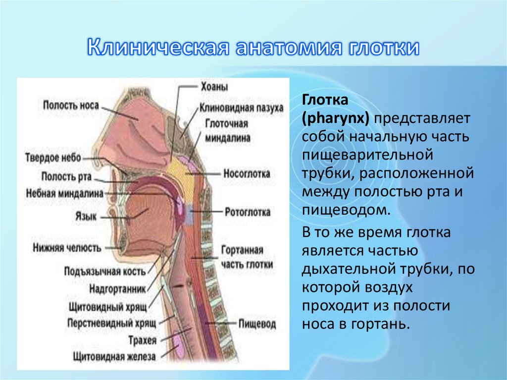 Клиническая анатомия глотки