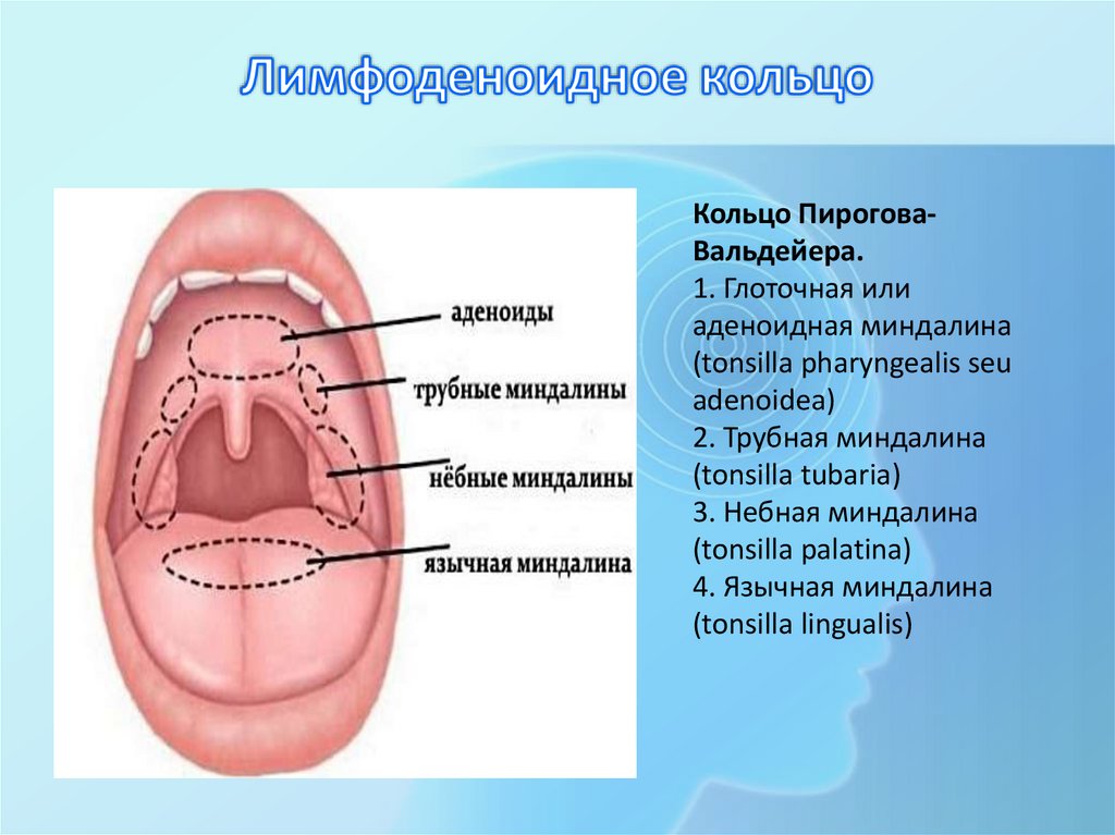Лимфоденоидное кольцо