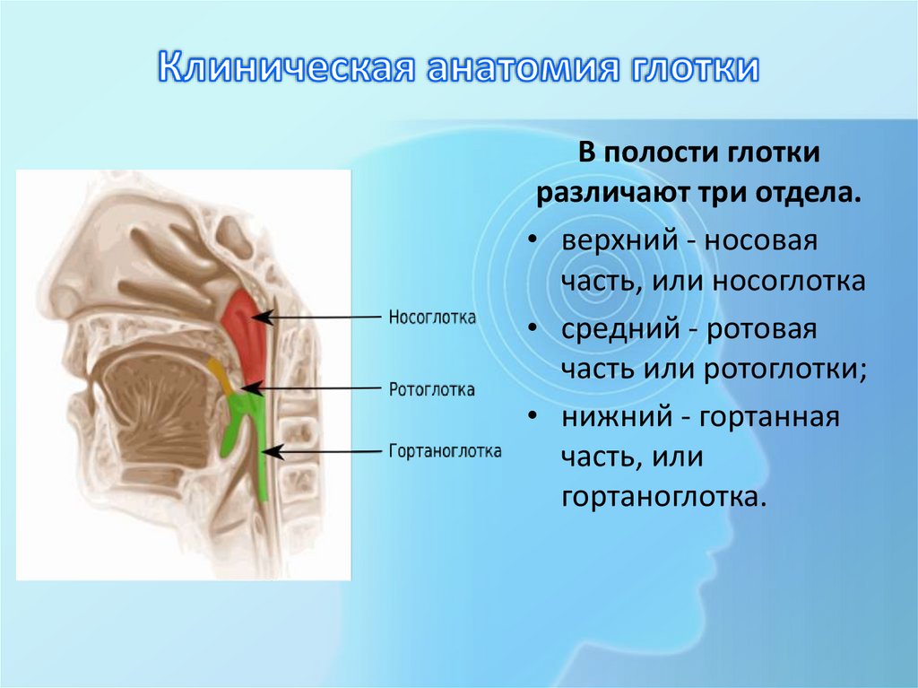 Клиническая анатомия глотки