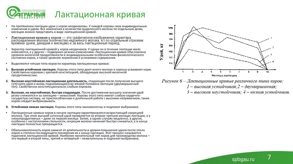 Лактационная кривая