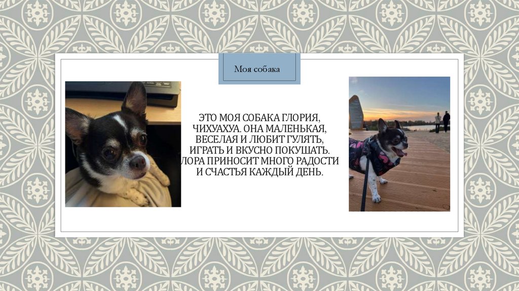 Это моя собака глория, чихуахуа. Она маленькая, веселая и любит гулять, играть и вкусно покушать. Лора приносит много радости и
