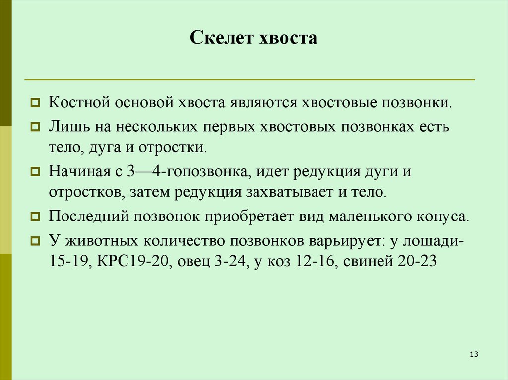 Скелет хвоста