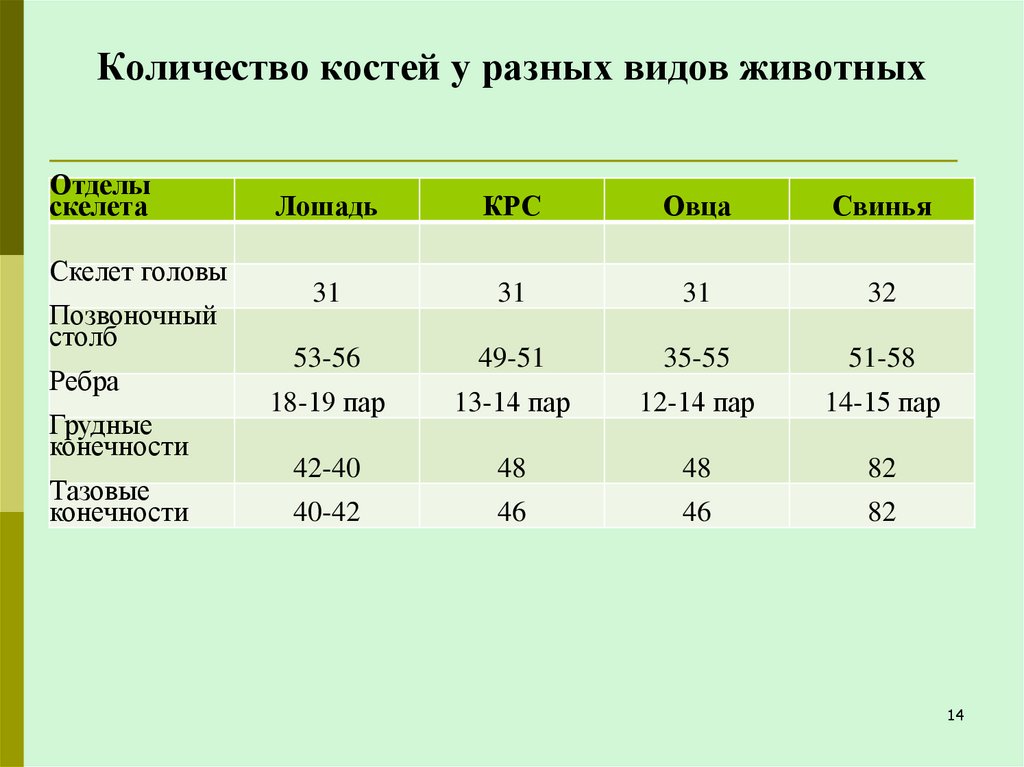 Количество костей у разных видов животных