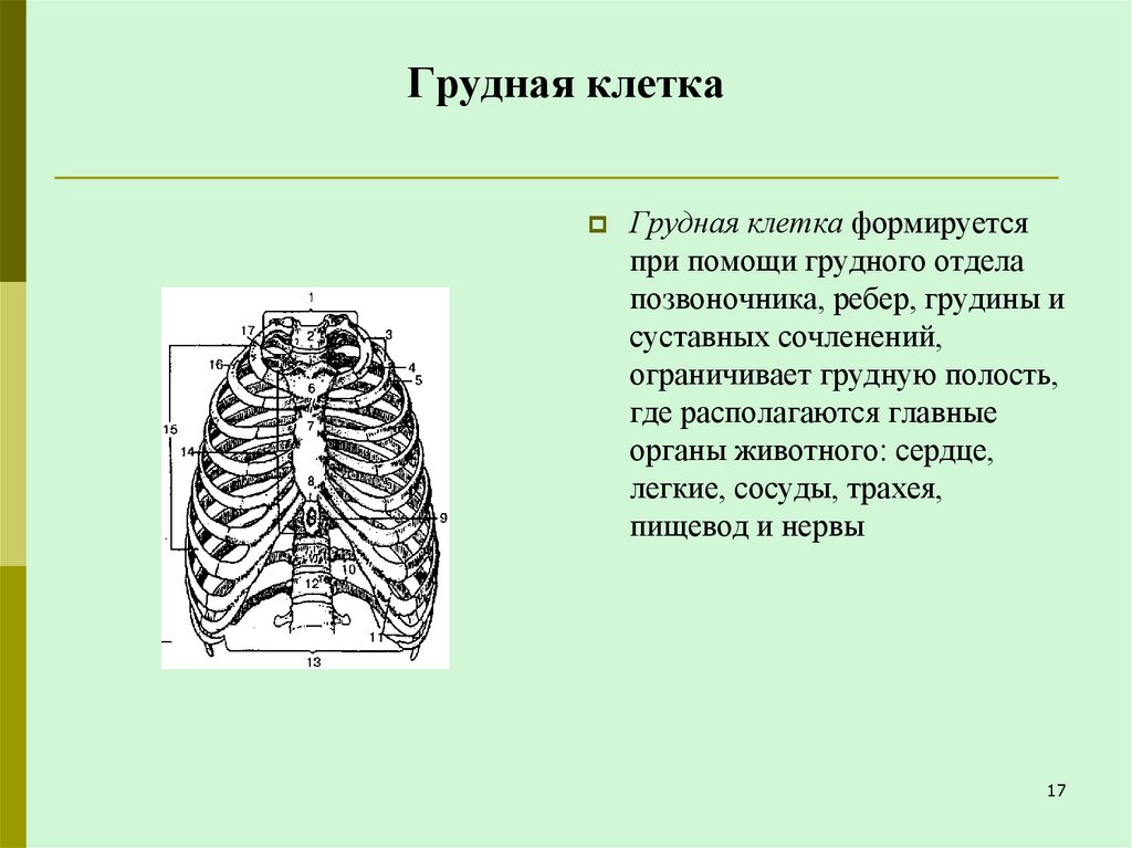Грудная клетка