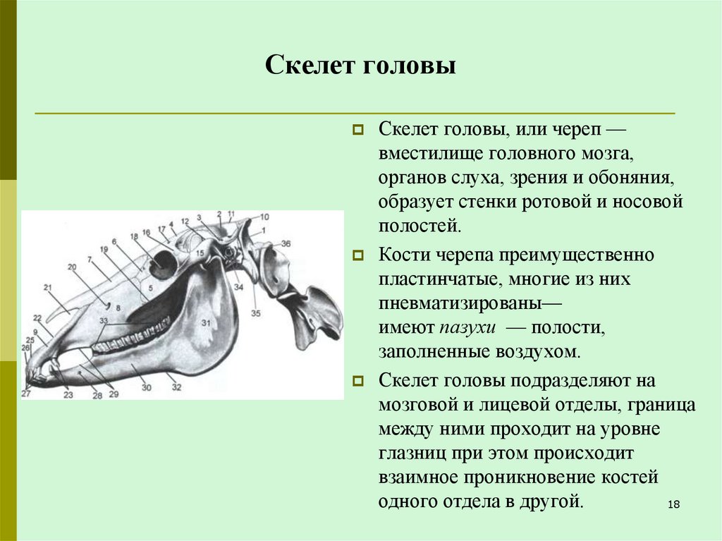 Скелет головы