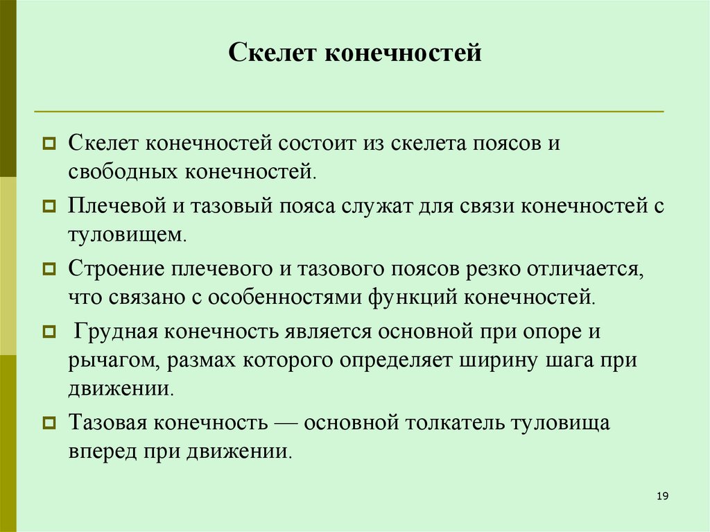 Скелет конечностей