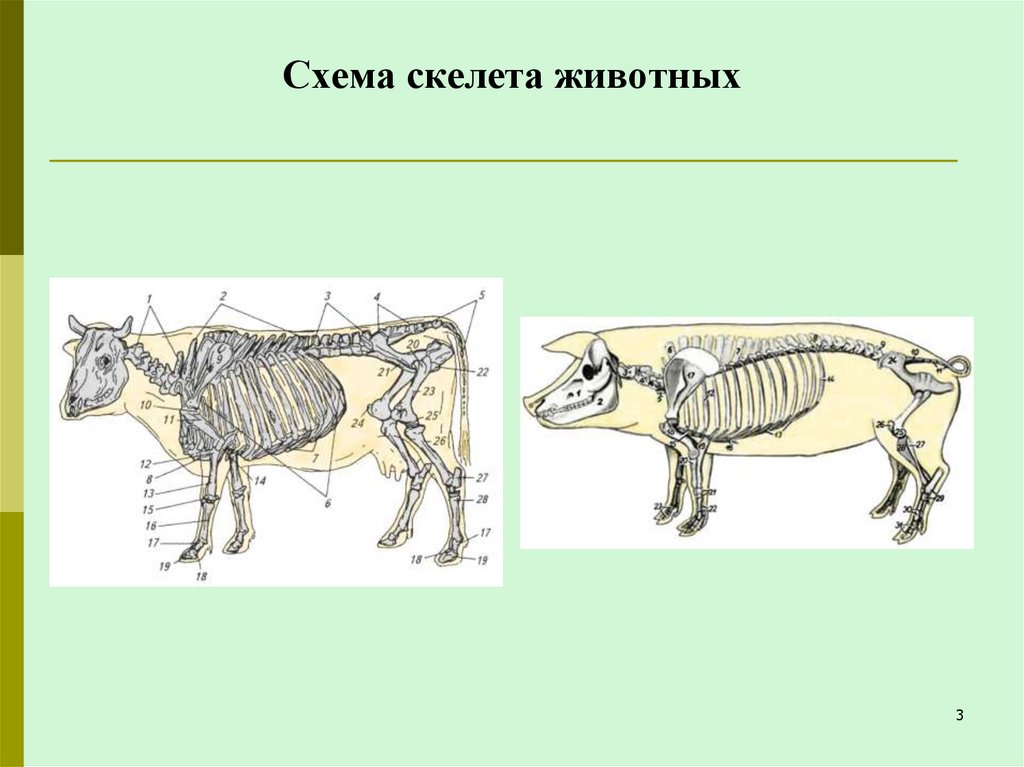 Схема скелета животных