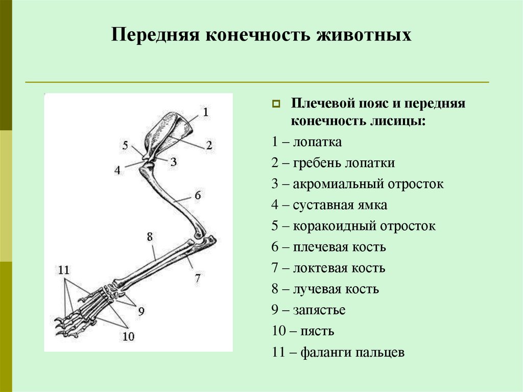 Передняя конечность животных
