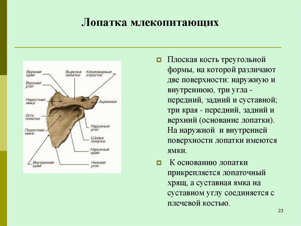 Лопатка млекопитающих