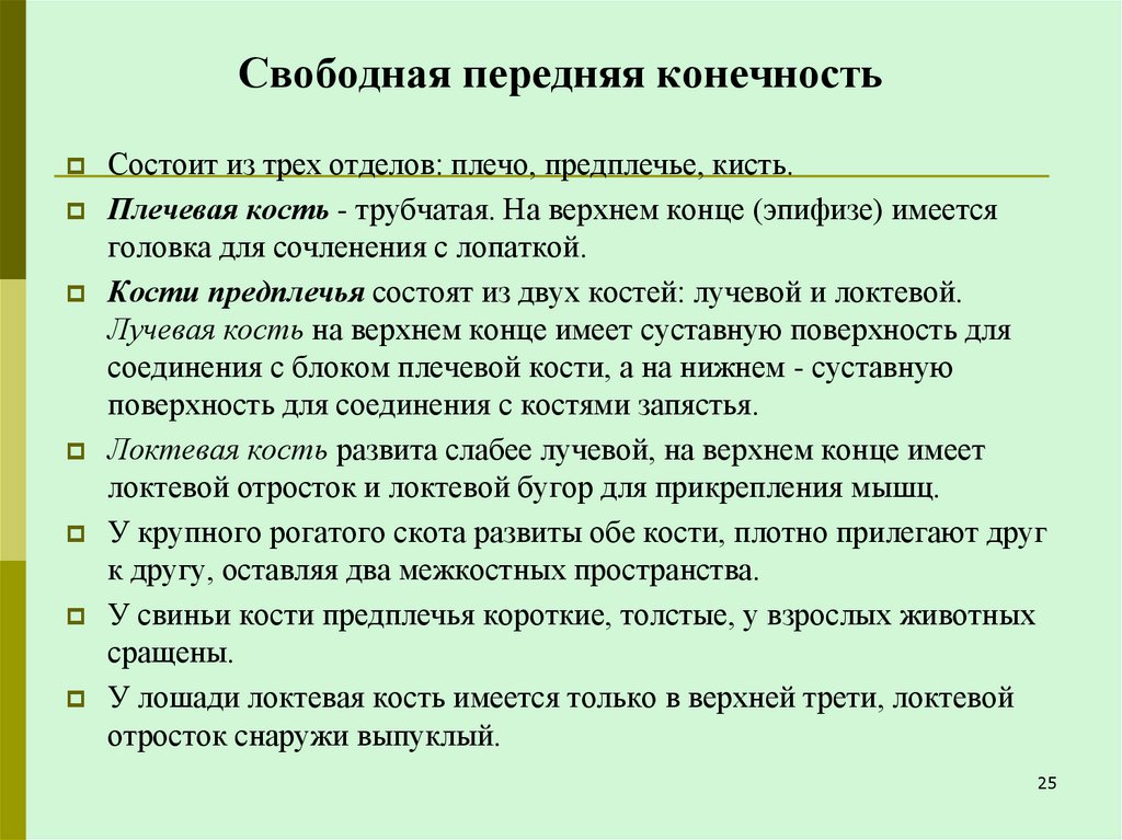 Свободная передняя конечность