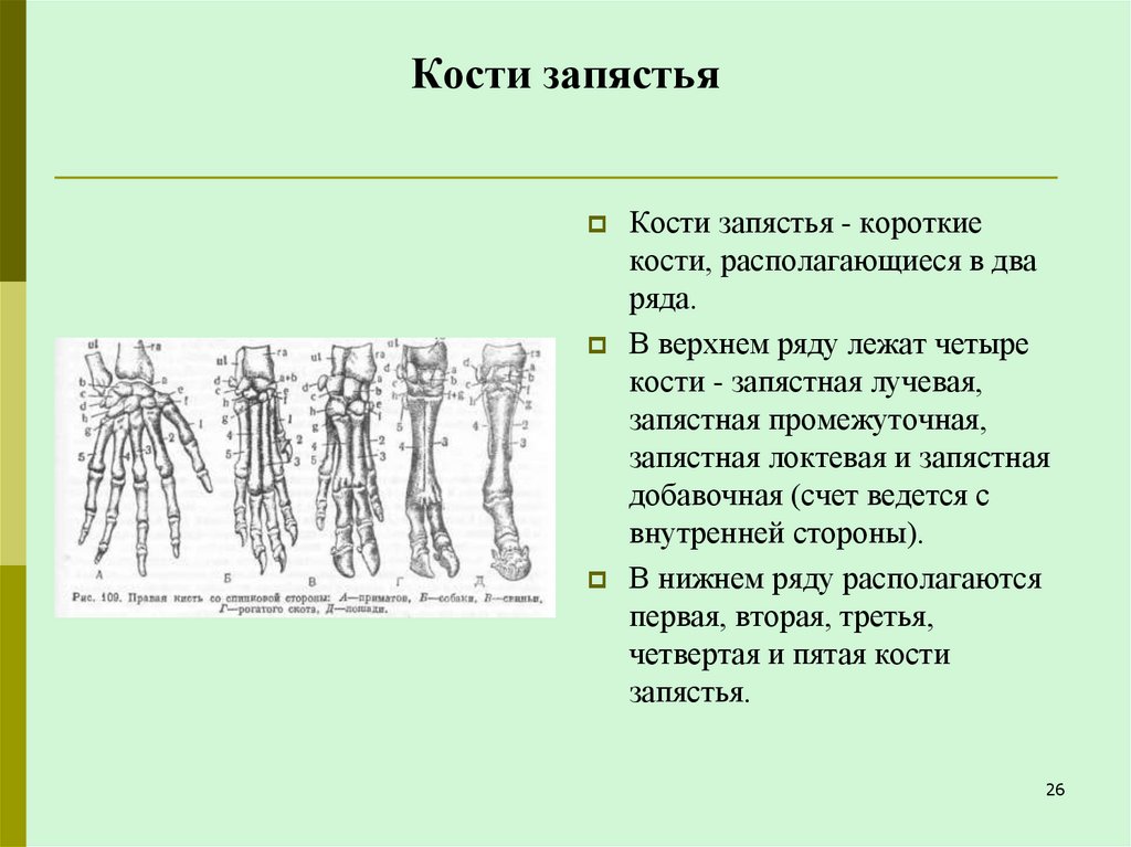 Кости запястья