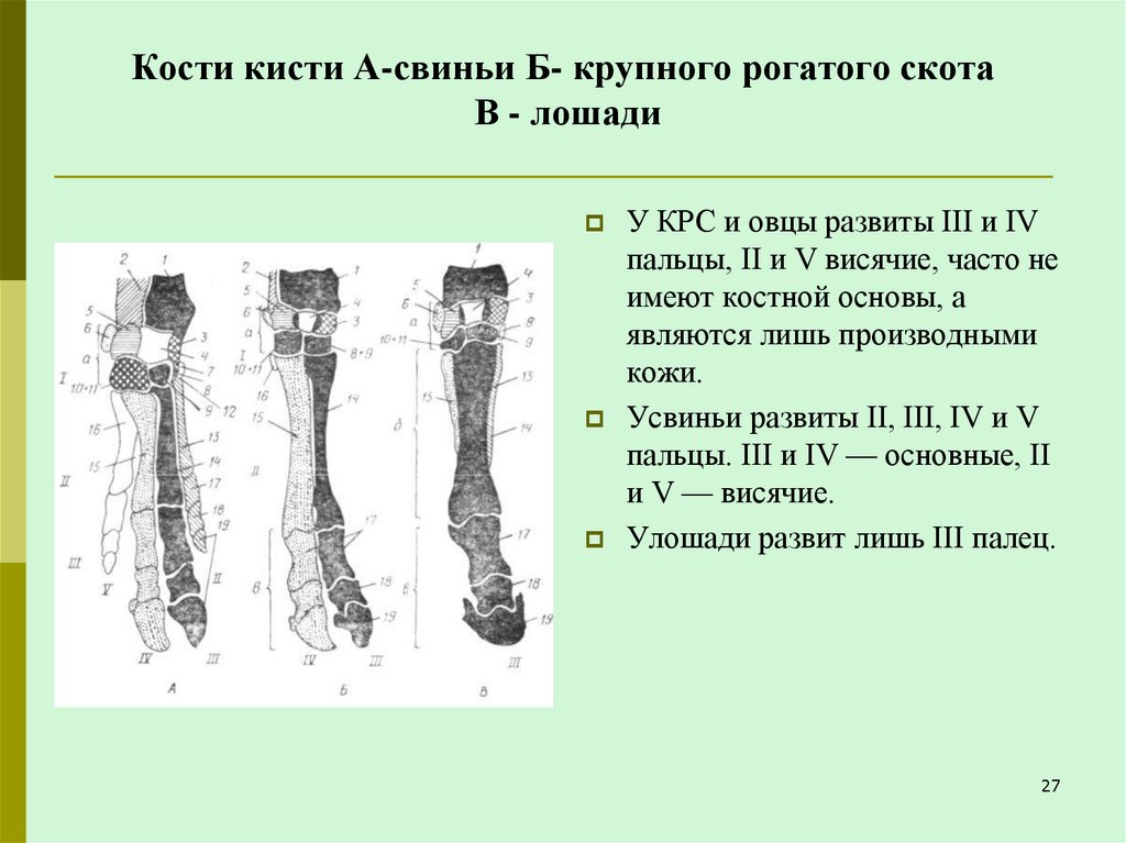 Кости кисти А-свиньи Б- крупного рогатого скота В - лошади