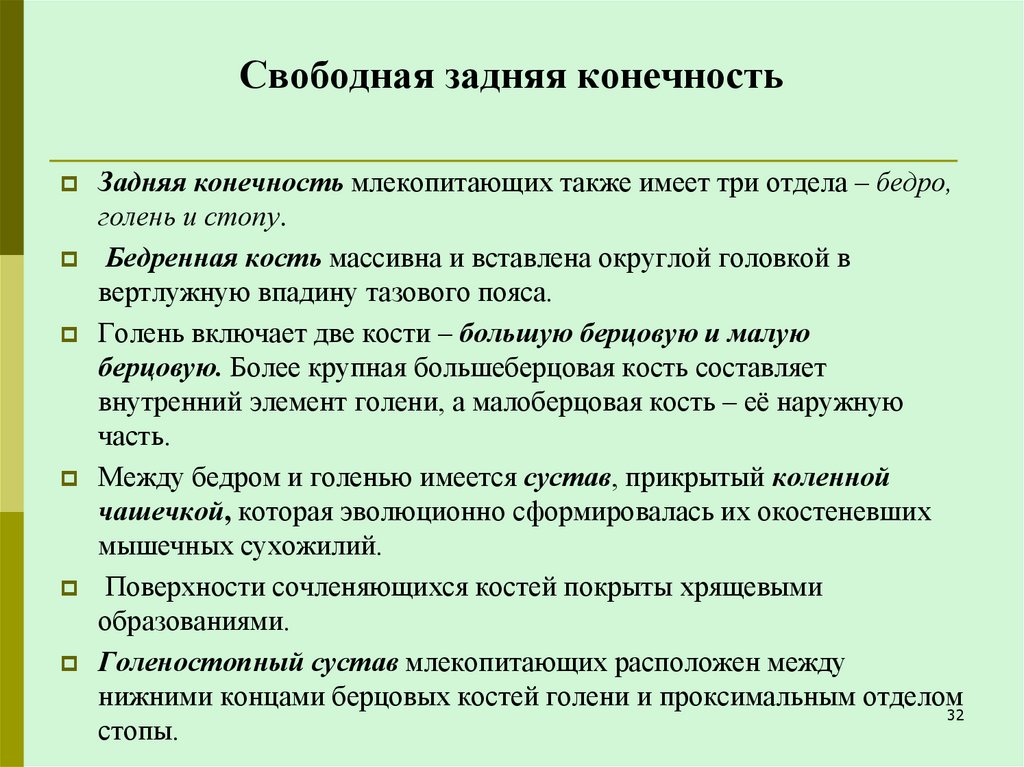 Свободная задняя конечность