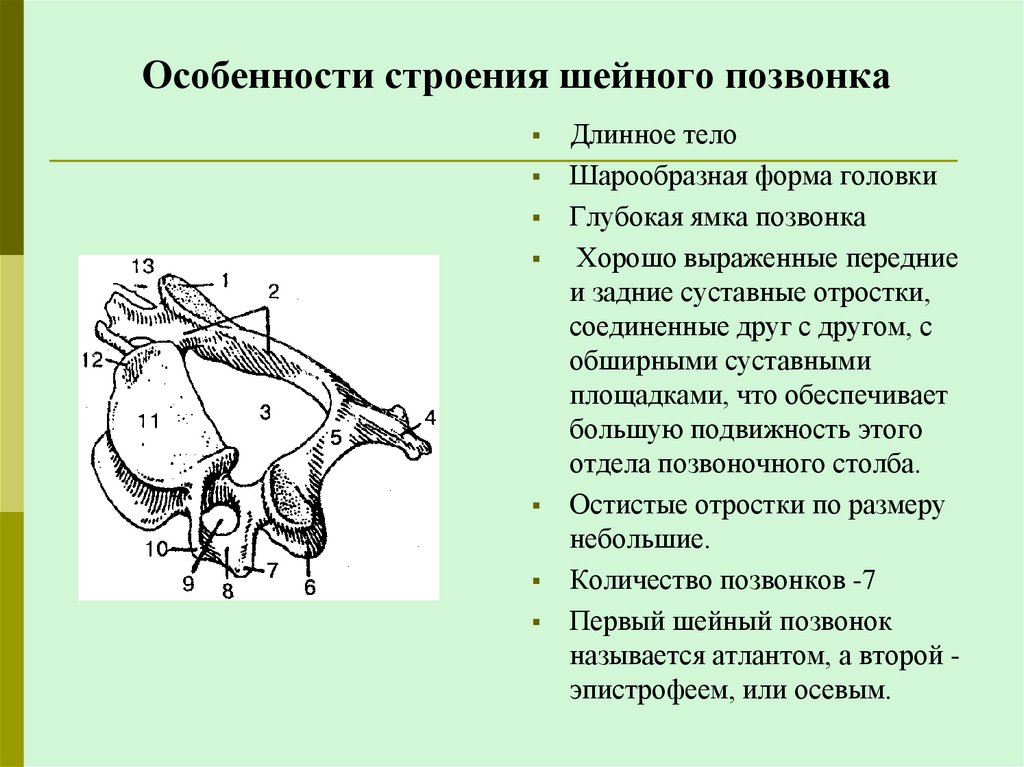 Особенности строения шейного позвонка