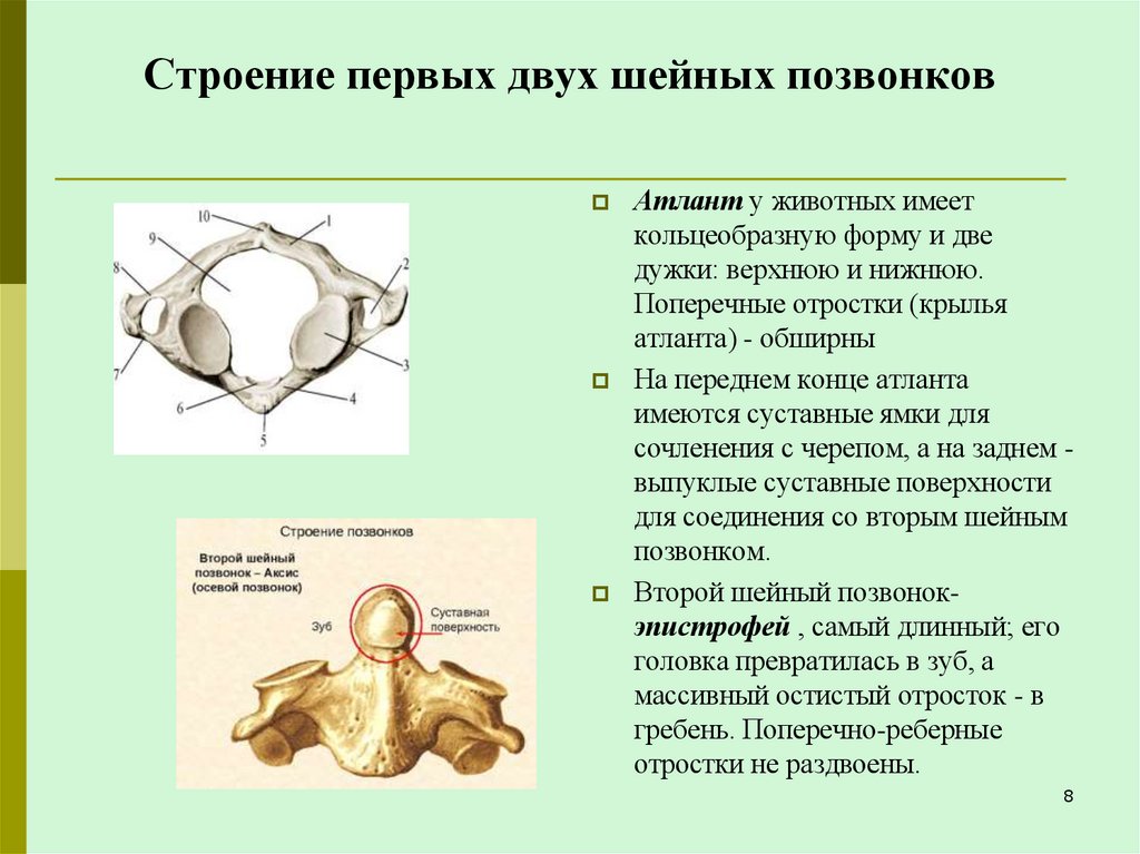 Строение первых двух шейных позвонков