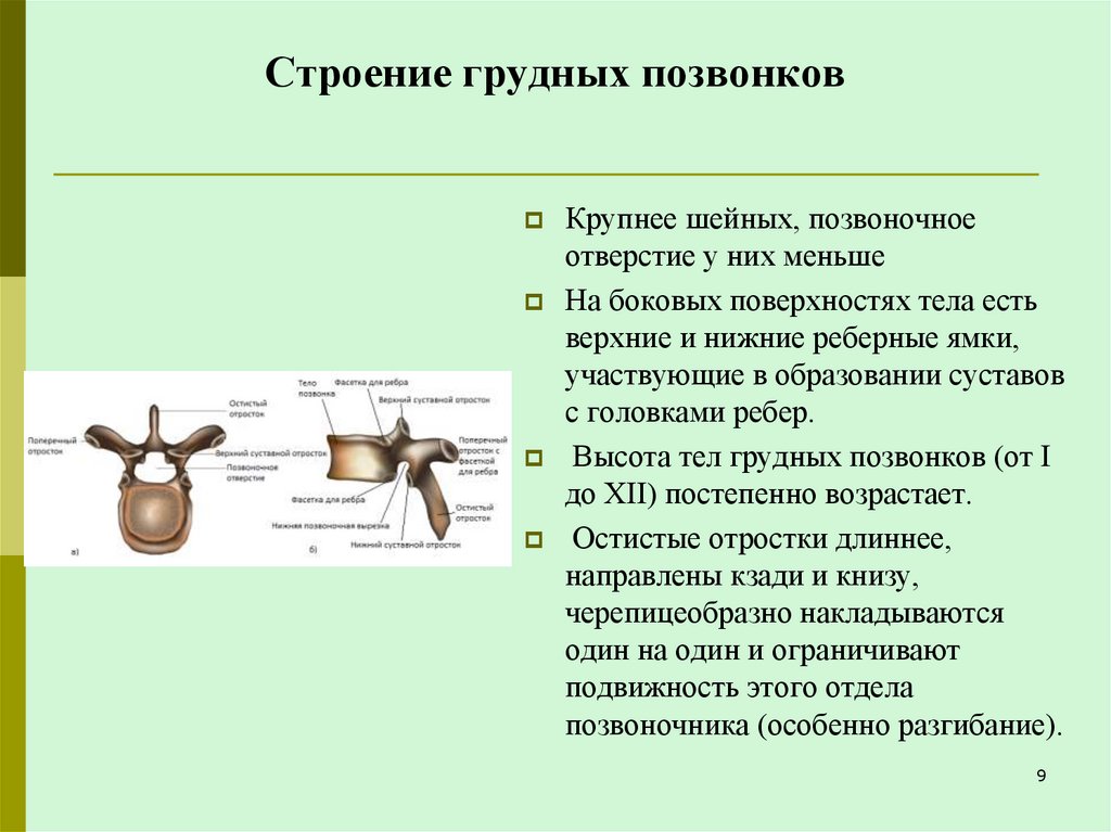 Строение грудных позвонков
