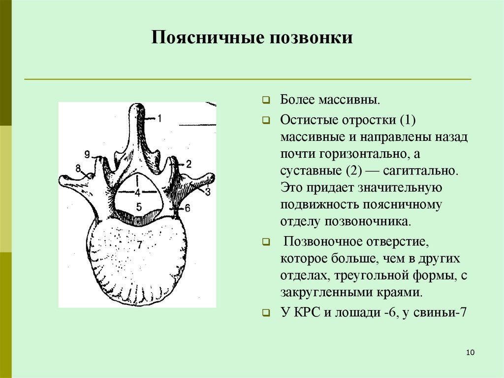 Поясничные позвонки
