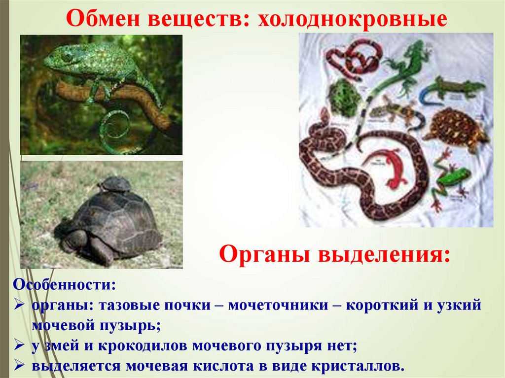 Обмен веществ: холоднокровные