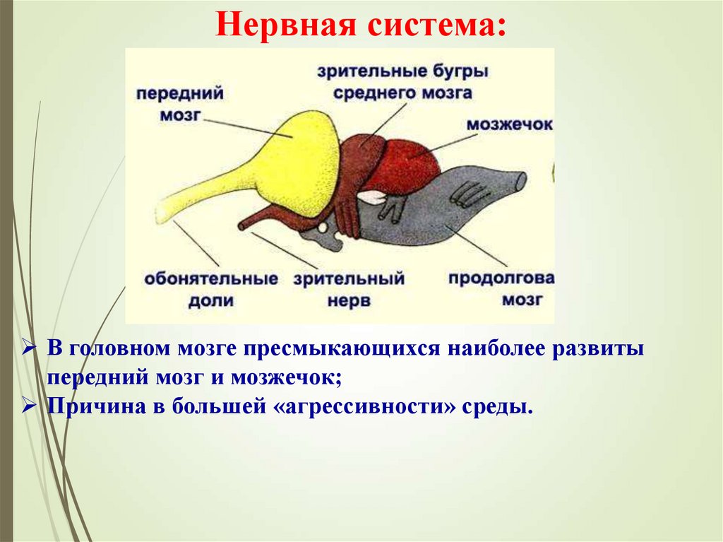 Нервная система: