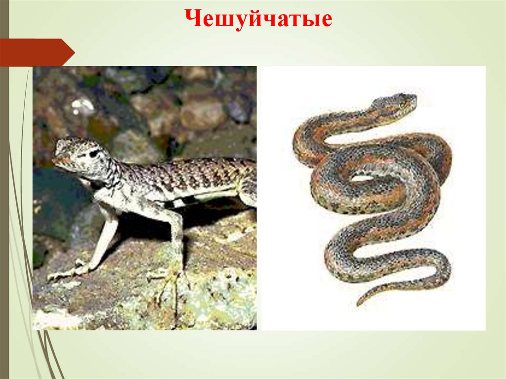 Чешуйчатые