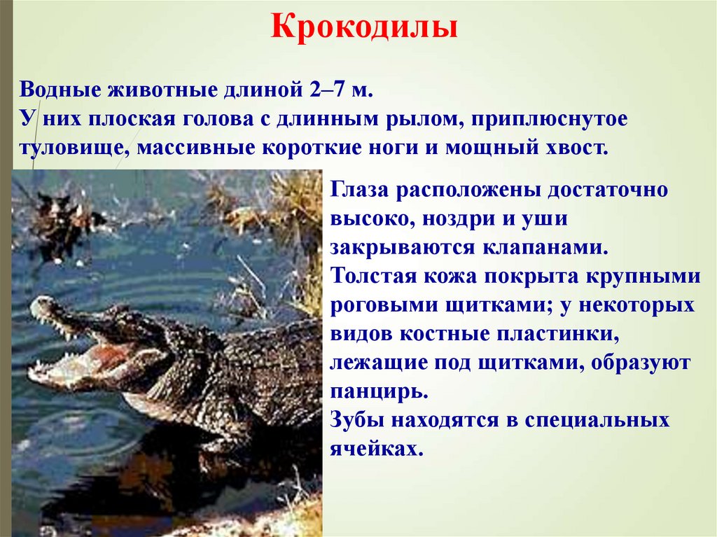Крокодилы