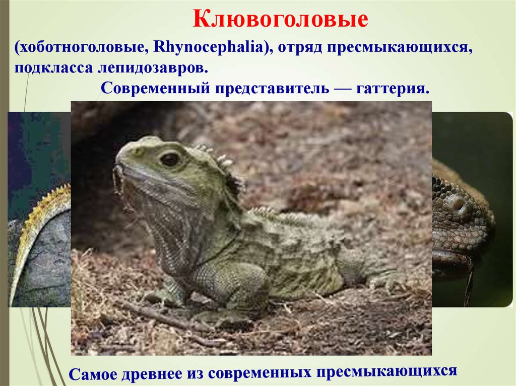 Клювоголовые