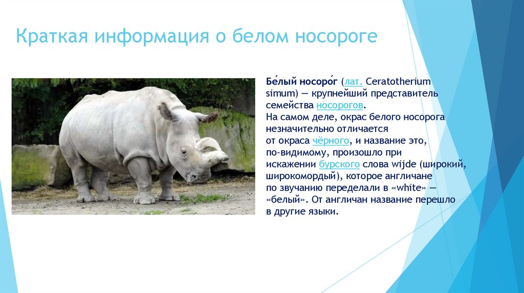 Краткая информация о белом носороге