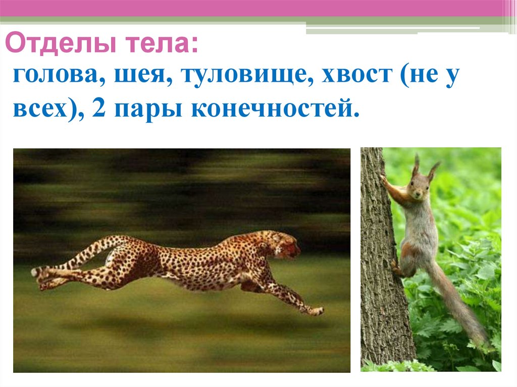 Отделы тела: