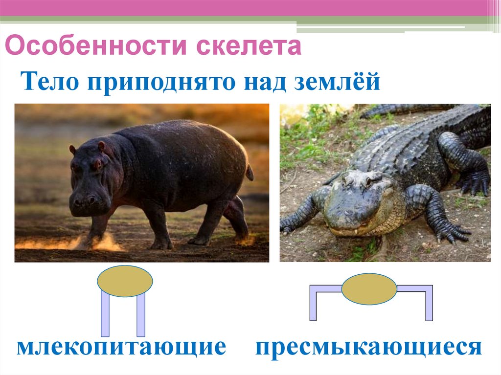 Тело приподнято над землёй