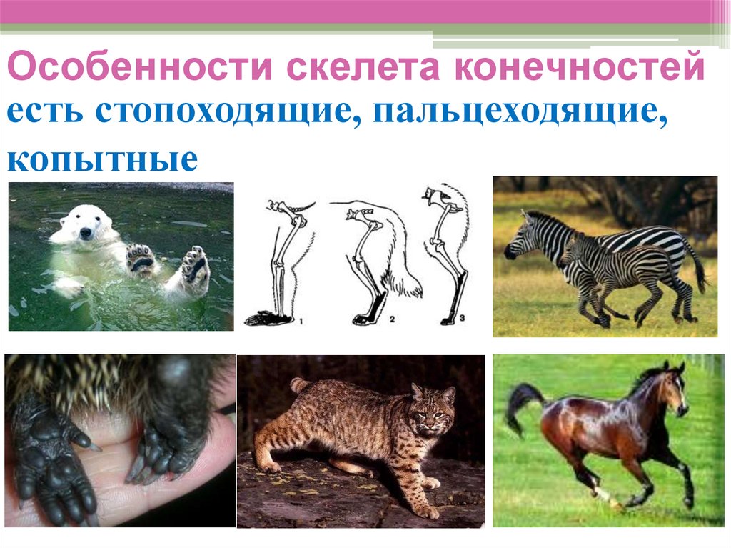 Особенности скелета конечностей