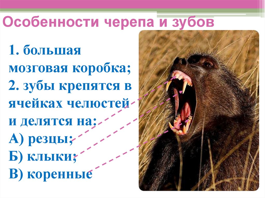 Особенности черепа и зубов