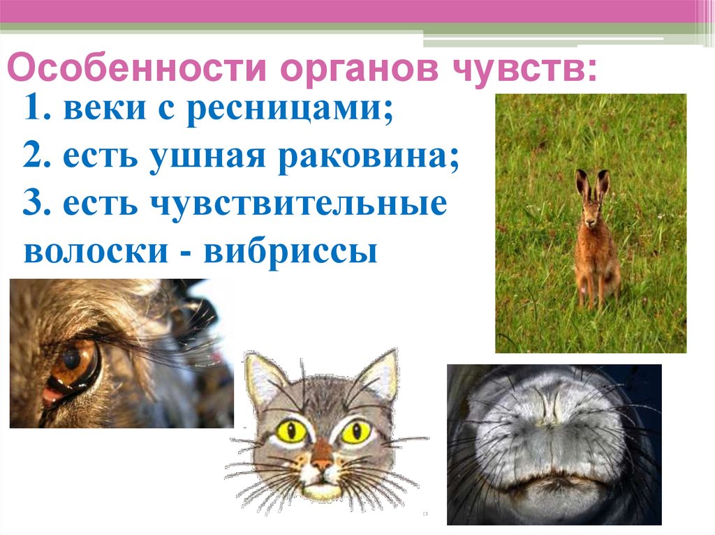 Особенности органов чувств: