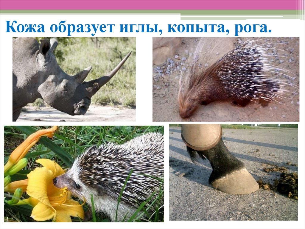 Кожа образует иглы, копыта, рога.