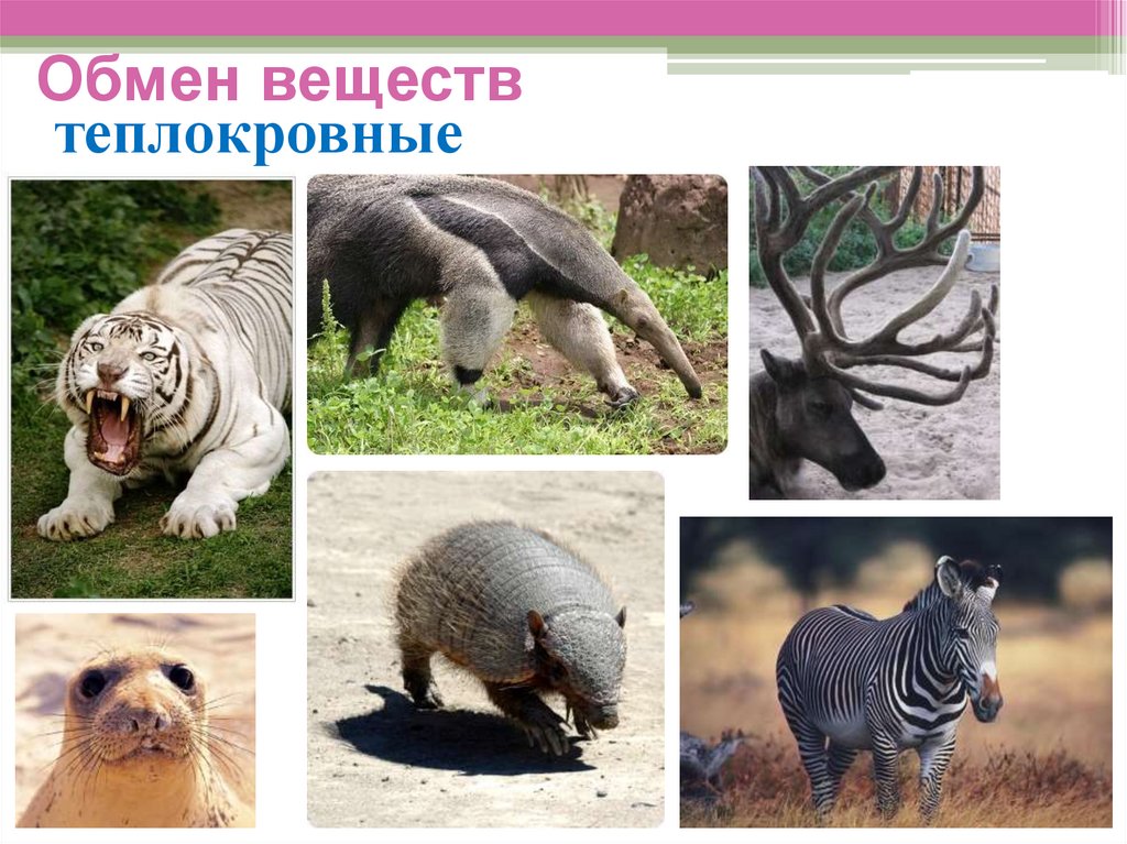 Обмен веществ