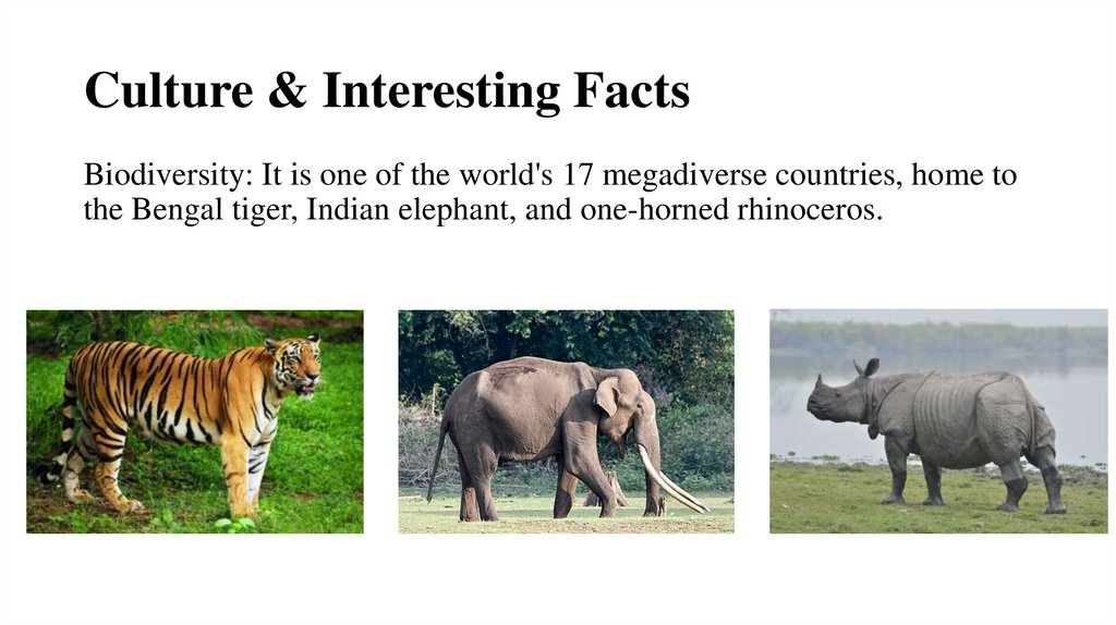 Culture & Interesting Facts